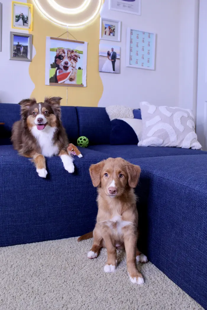 Mochi ( mochitheaussie )