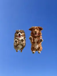 Mochi ( mochitheaussie )