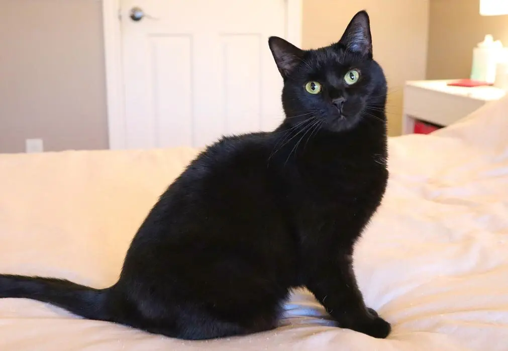 Laurence + Moka ( mokatheblackcat )