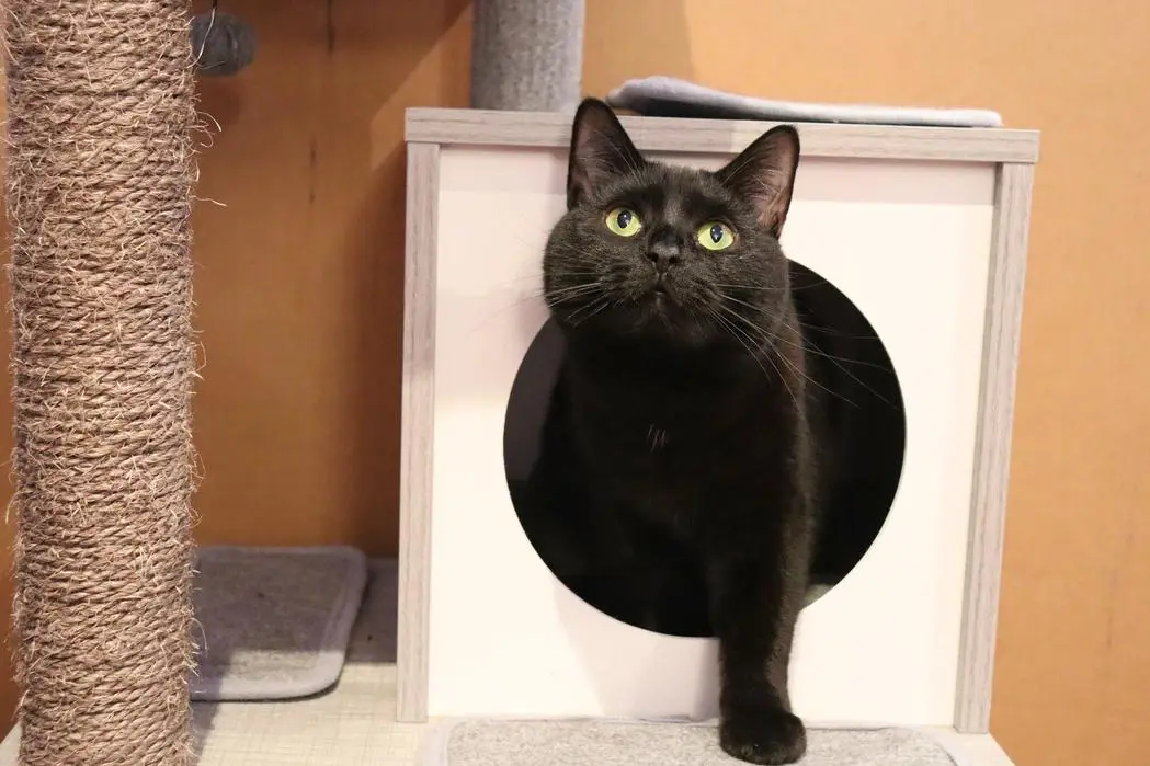 Laurence + Moka ( mokatheblackcat )