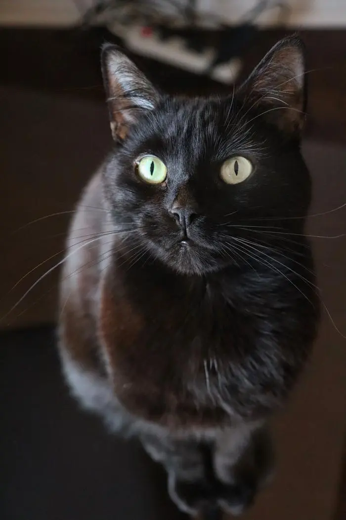 Laurence + Moka ( mokatheblackcat )