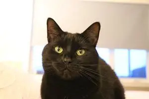Laurence + Moka ( mokatheblackcat )