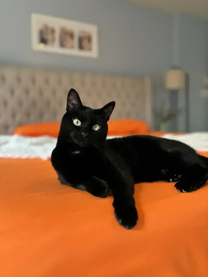 Courtney ( mommaandmeow )
