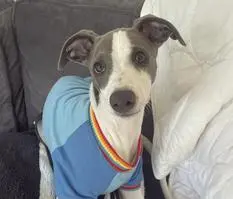 Charlie Greenfield ( mrcharliechops )