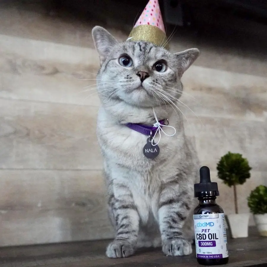 Varisiri Methachittiphan ( nalacat )