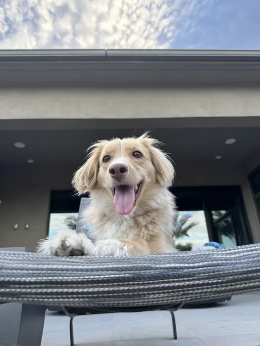Ollie ( ollietailsdaily )