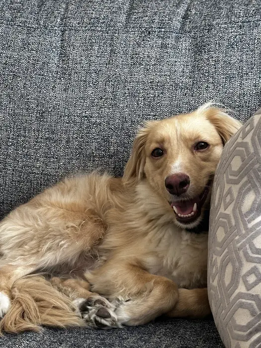 Ollie ( ollietailsdaily )