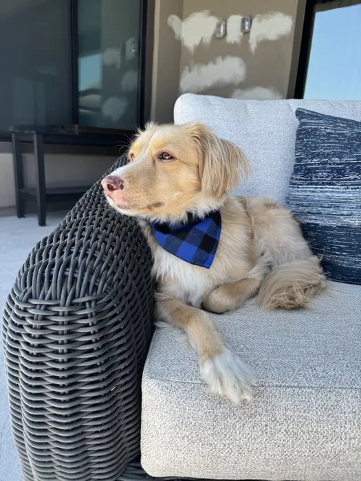 Ollie ( ollietailsdaily )