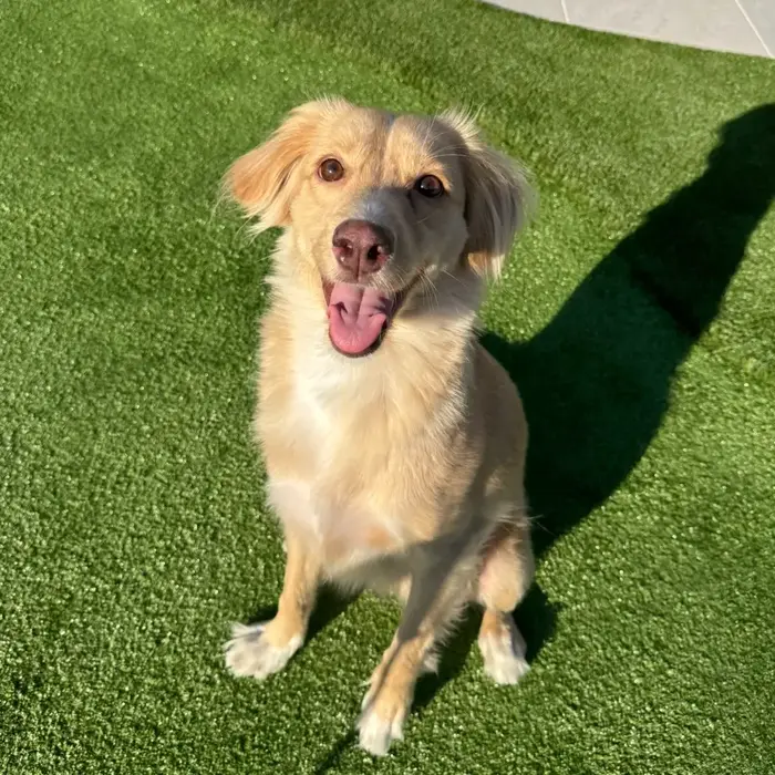 Ollie ( ollietailsdaily )