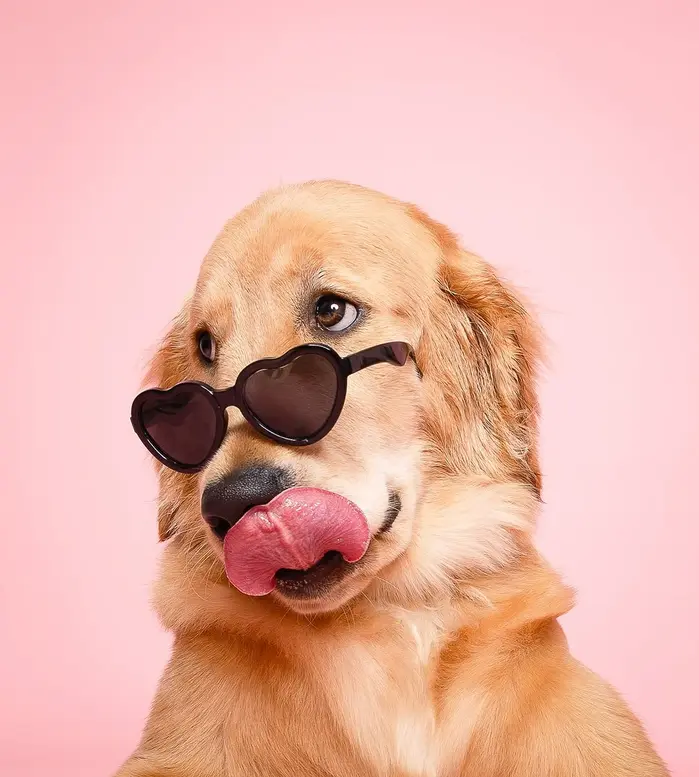 Pawz Photo Studio ( pawzphotostudio )