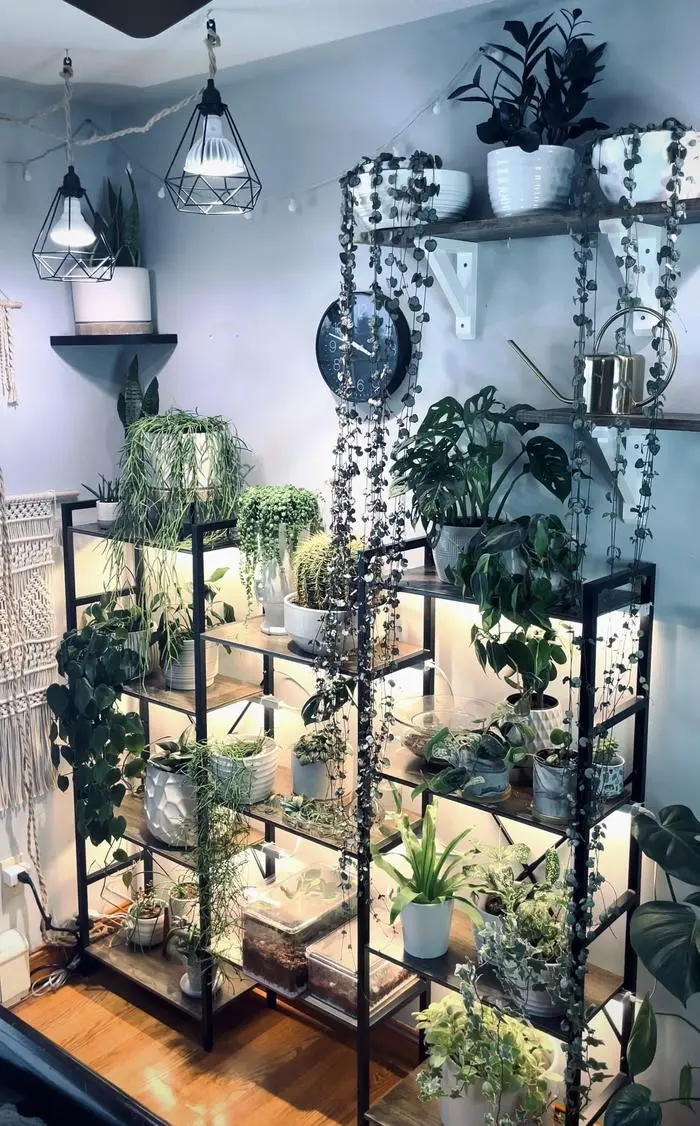 Teresa Maynard ( plantcarewithme )