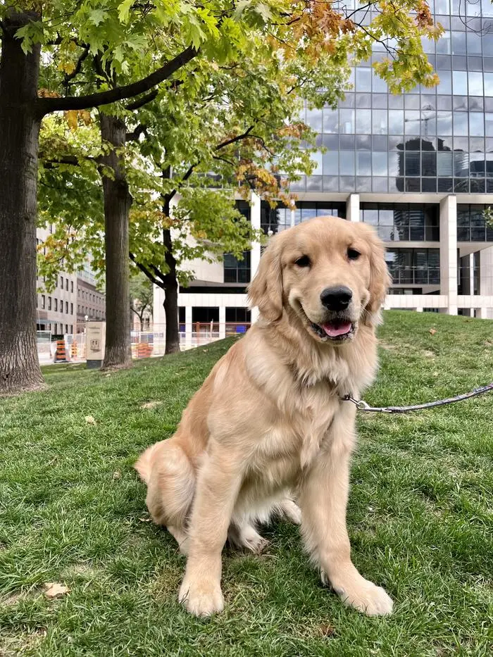 Pudding The Golden Retriever ( puddingthegolden )