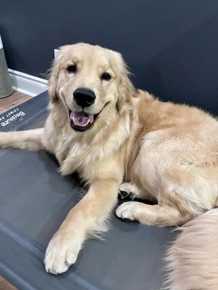 Pudding The Golden Retriever ( puddingthegolden )