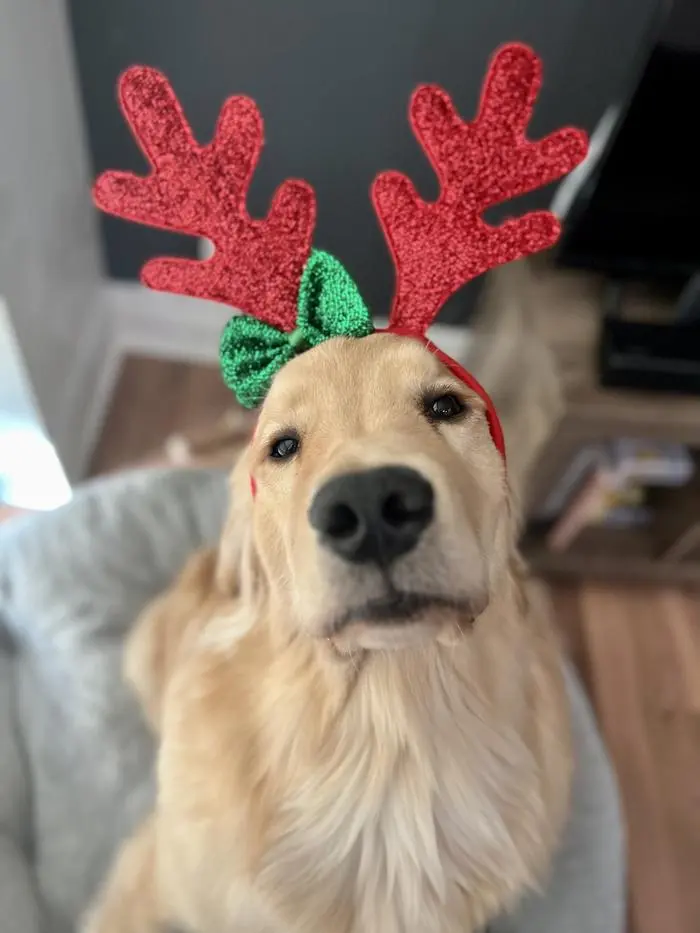 Pudding The Golden Retriever ( puddingthegolden )