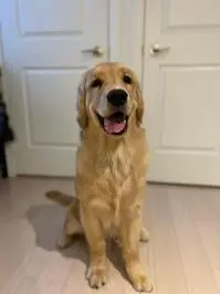 Pudding The Golden Retriever ( puddingthegolden )