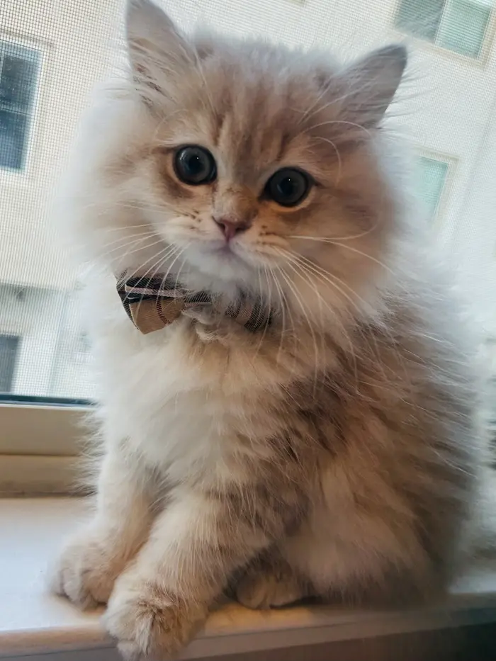 Quiche The Ragdoll ( quichetheragdoll )