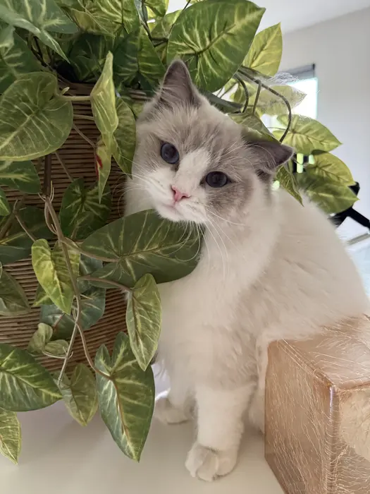 Quiche The Ragdoll ( quichetheragdoll )