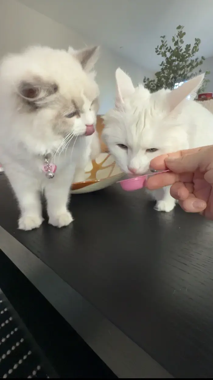 Quiche The Ragdoll ( quichetheragdoll )