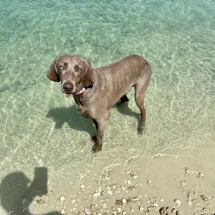 Ramona ( ramonatheweim )