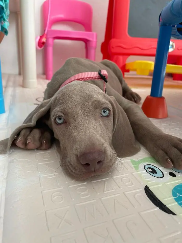 Ramona ( ramonatheweim )