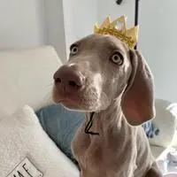 Ramona ( ramonatheweim )
