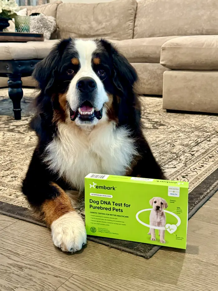 Riggie The Berner ( riggietheberner )
