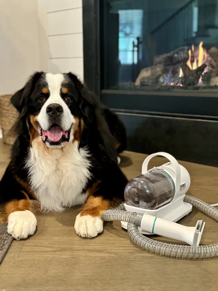 Riggie The Berner ( riggietheberner )