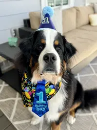 Riggie The Berner ( riggietheberner )