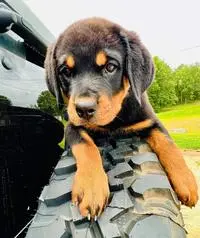 Brayan ( rottweilerlandofficial )