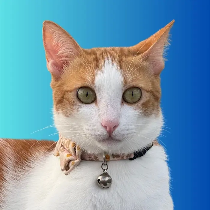 Joyce Roxanne ( sailingcatsclub )