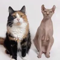 Winston & Misa ( skin-and-fur )