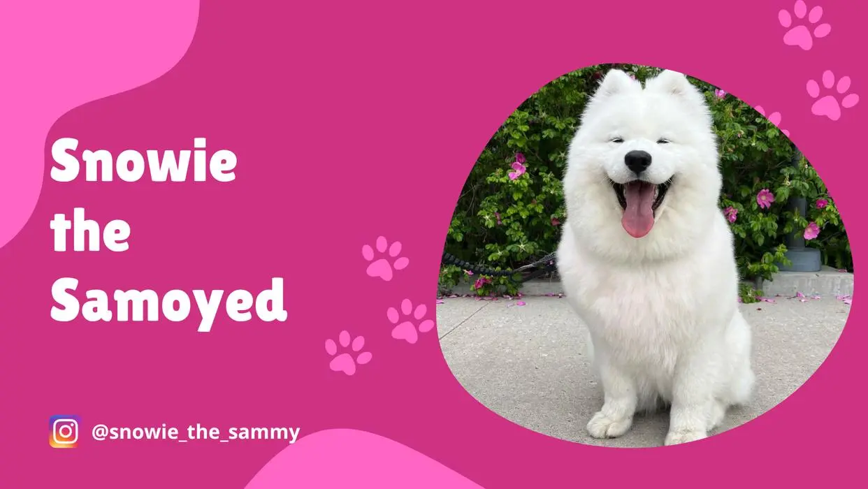 Snowie Samoyed ( snowiethesammy )