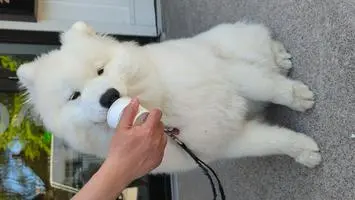 Snowie Samoyed ( snowiethesammy )