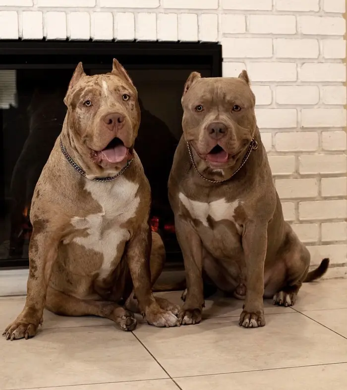 Stunning American Bully ( stunningamericanbully )