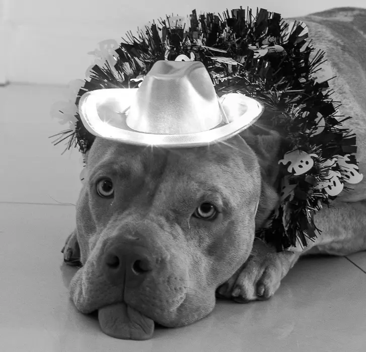 Stunning American Bully ( stunningamericanbully )