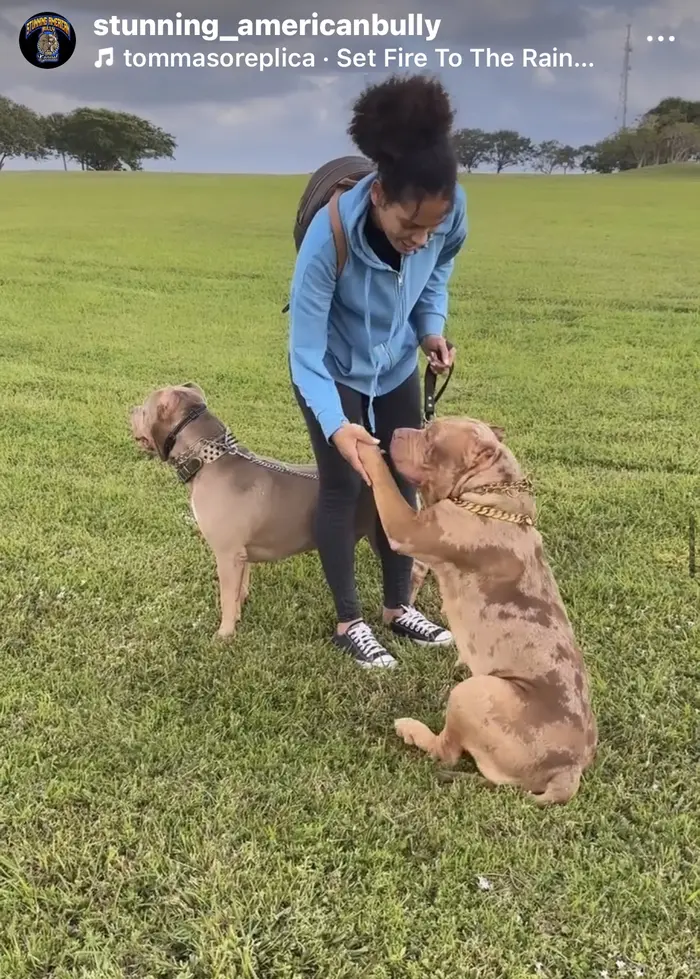 Stunning American Bully ( stunningamericanbully )