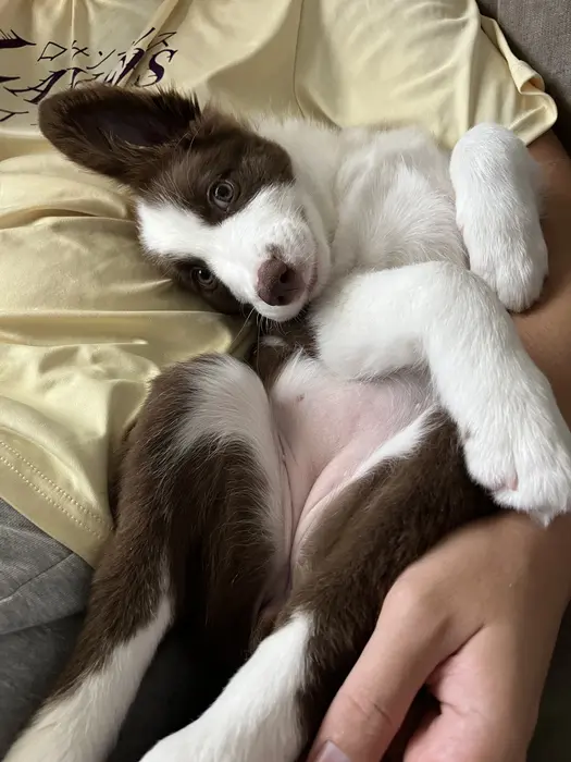 Ten I Border Collie ( tenoutof10collie )
