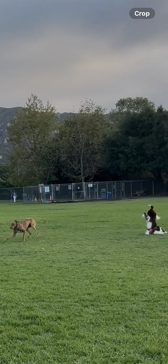 Ten I Border Collie ( tenoutof10collie )