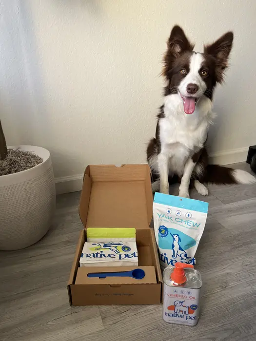 Ten I Border Collie ( tenoutof10collie )