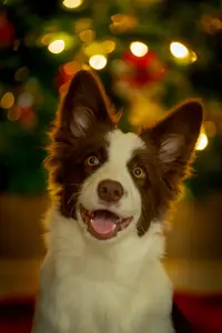 Ten I Border Collie