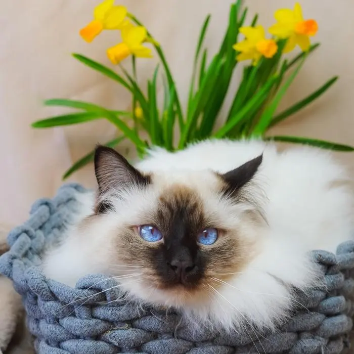 Melissa ( thecrazycatgang )