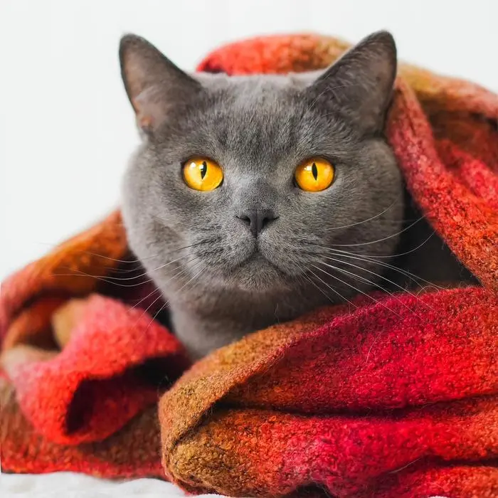 Melissa ( thecrazycatgang )