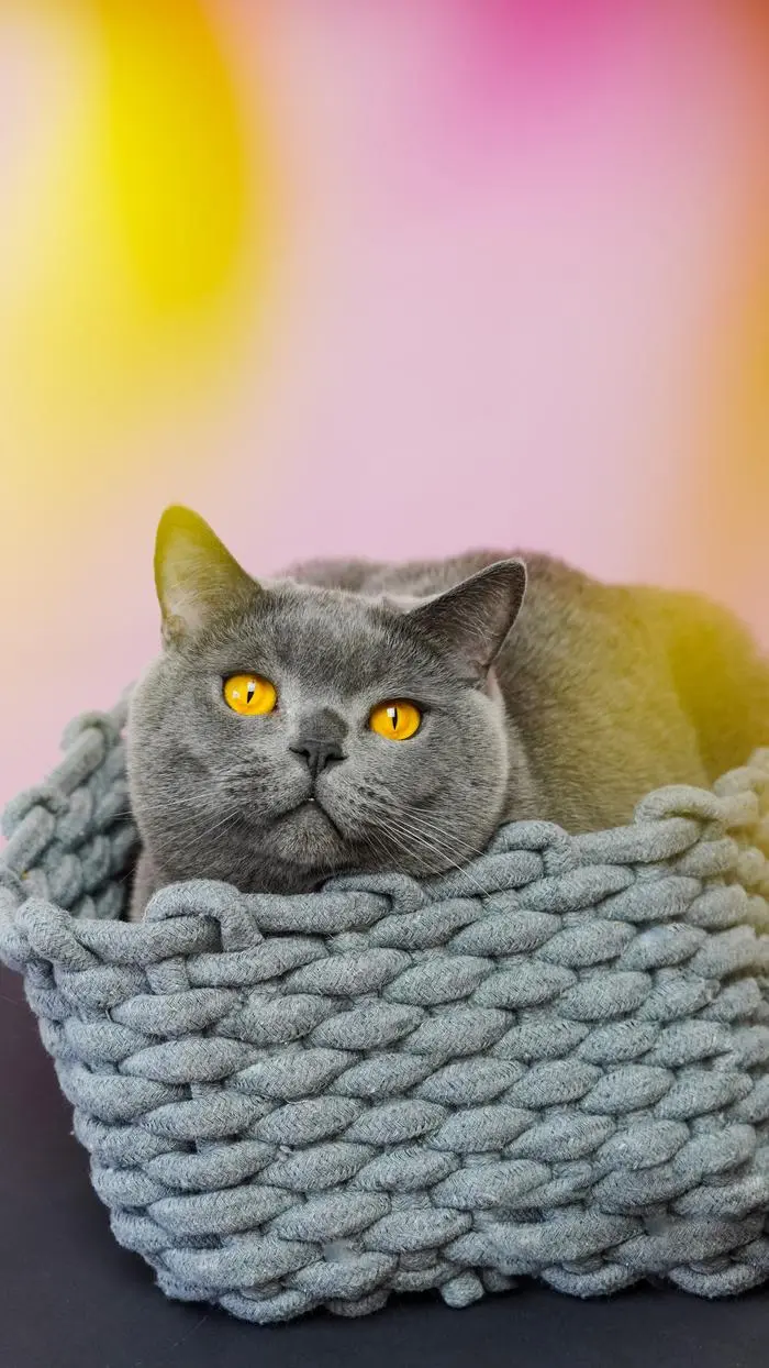 Melissa ( thecrazycatgang )