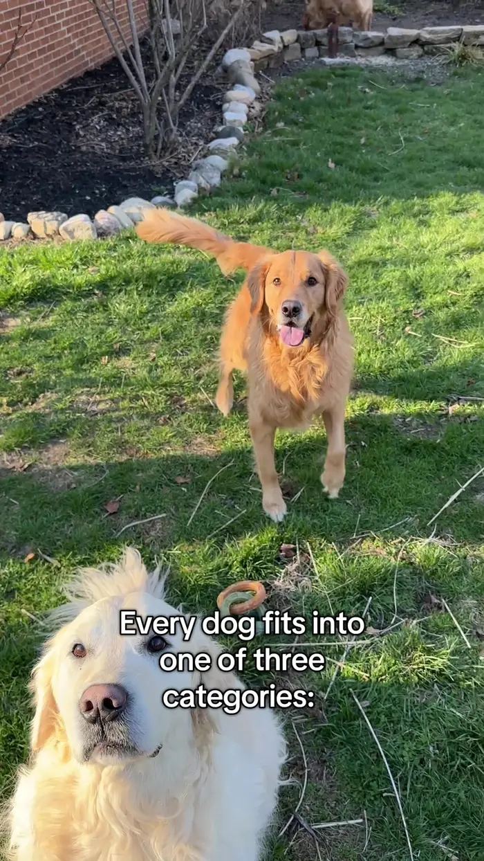 Thegoldenbros3 ( thegoldenbros3 )