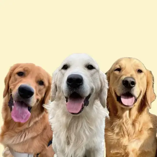 Thegoldenbros3 ( thegoldenbros3 )