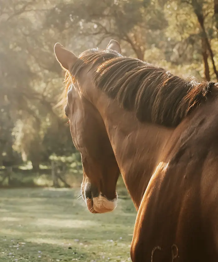 Thehorseybunch ( thehorseybunch )