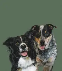 Bella & Archie ( thelifeofbellaandarchie )