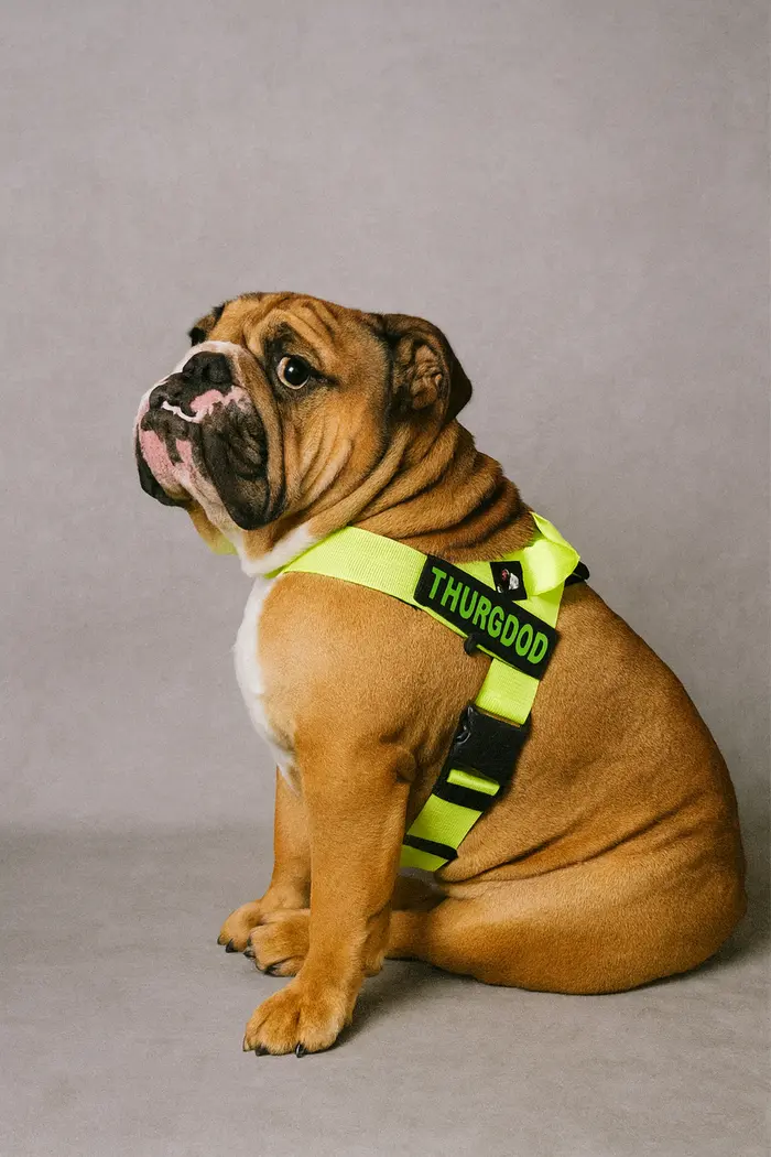 Thurgood Marshall ( thurgoodmarshallthebulldog )