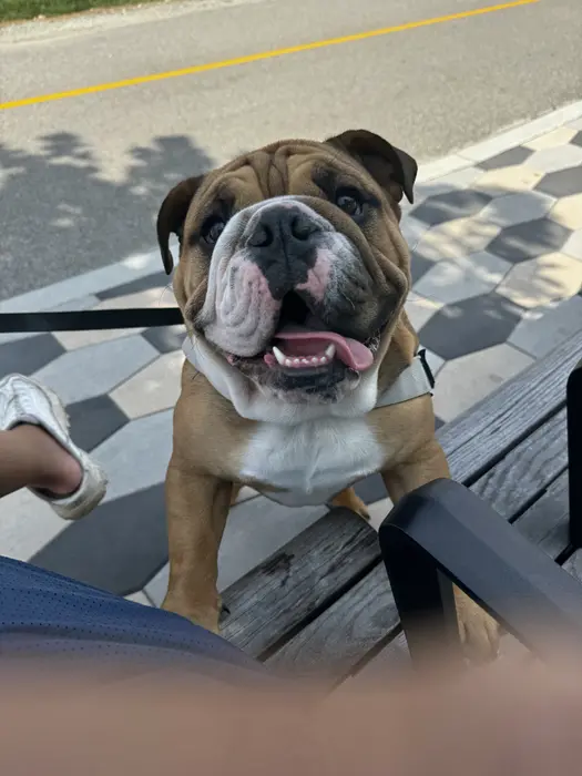 Thurgood Marshall ( thurgoodmarshallthebulldog )
