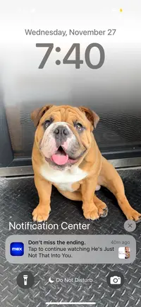 Thurgood Marshall ( thurgoodmarshallthebulldog )